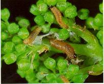 Salkım güvesi larvaları